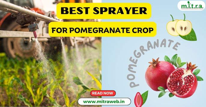 pomegranate crop