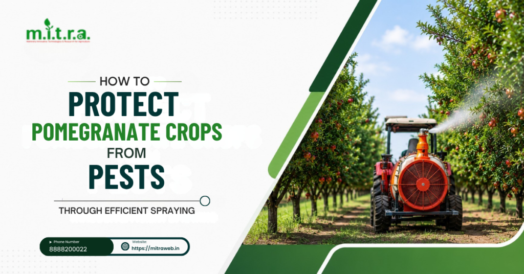 How to Protect Pomegranate Crops from Pests Through Efficient Spraying