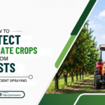 How to Protect Pomegranate Crops from Pests Through Efficient Spraying