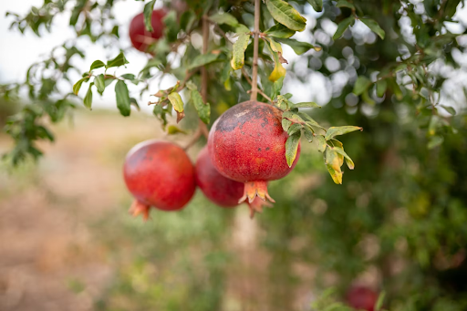 Pomegranate Farming Sprayer