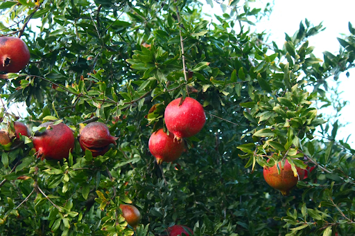 Pomegranate Farming Sprayer