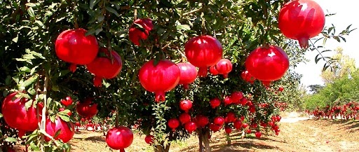 Pomegranate Farming Sprayer